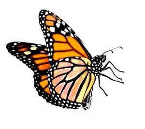 300x267 monarch butterfly line drawing wings butterfly design, monarch