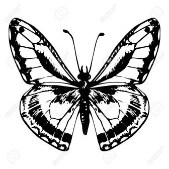 336x336 Butterfly Wings Line Drawing Monarch Clipart Flower A Outline
