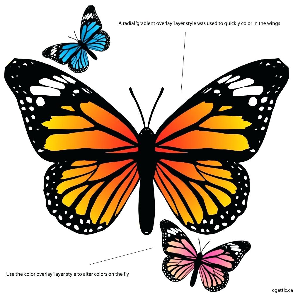 1000x1000 cartoon monarch butterfly new butterfly discovery monarch cartoon