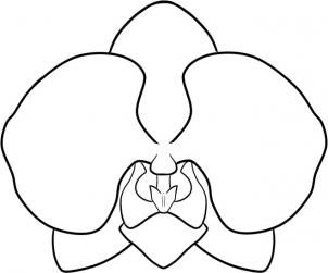 302x251 how to draw an orchid art in orchid drawing, drawings