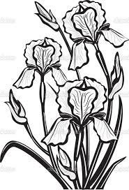 185x272 image result for how to draw monet's blue iris flower line