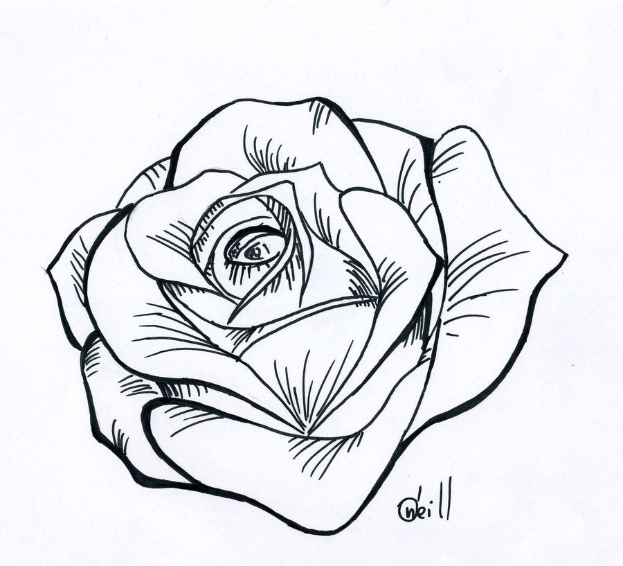 900x817 Money Drawing Rose For Free Download