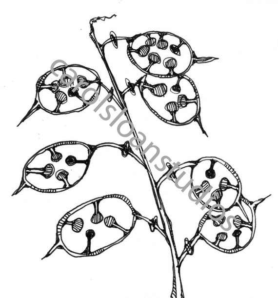 570x611 Money Plant Foliage Etsy