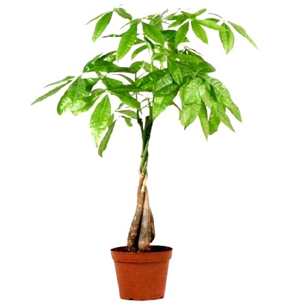 450x450 these plants bring luck, wealth, prosperity and health to home