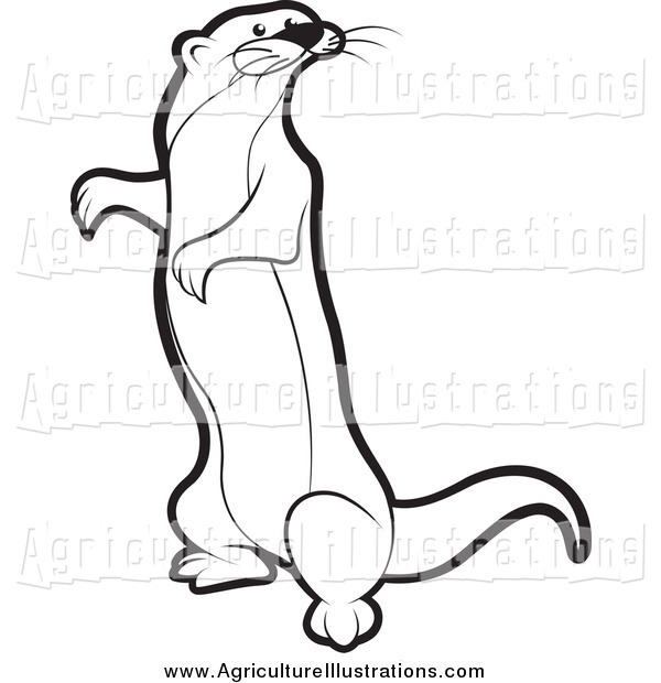 Mongoose Drawing