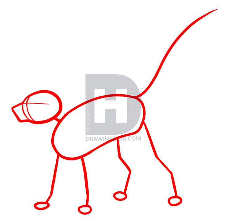 744x720 How To Draw Meerkats, Step