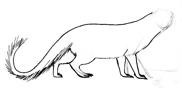 Mongoose Drawing | Free download on ClipArtMag