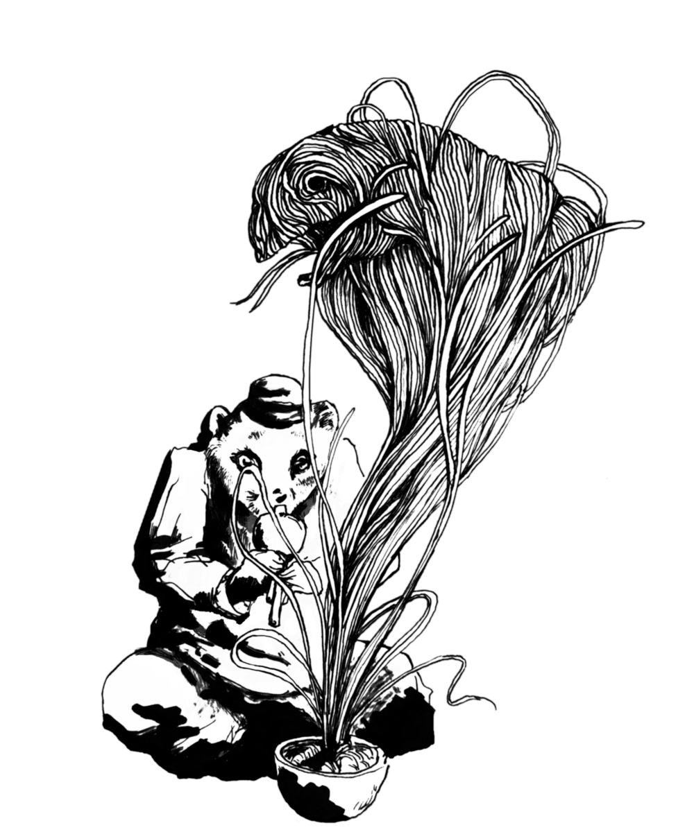 1000x1200 original noodle charming masood mongoose caught in candy