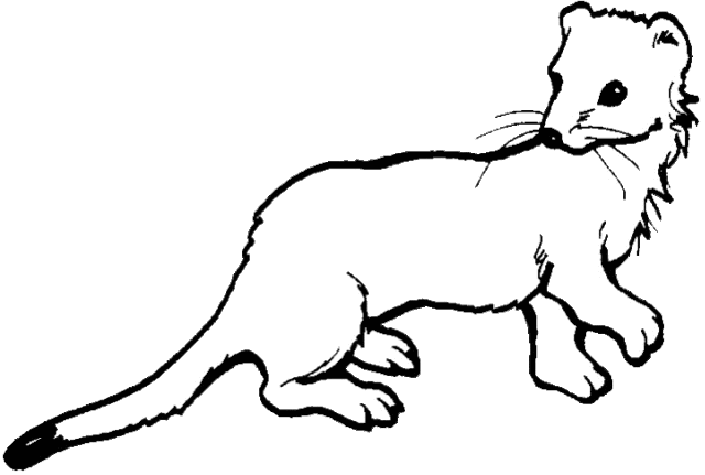 640x431 collection of free mongoose drawing black and white download on ui ex