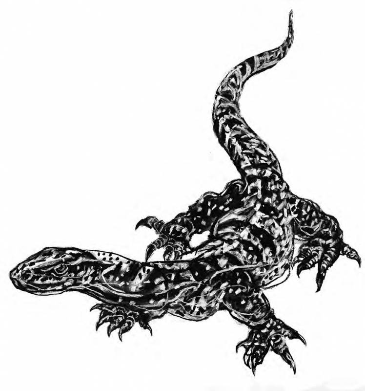 Monitor Lizard Drawing