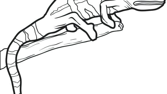 585x329 How To Draw Lizard Coloring Pages Halloween Cat For Kids Unicorn