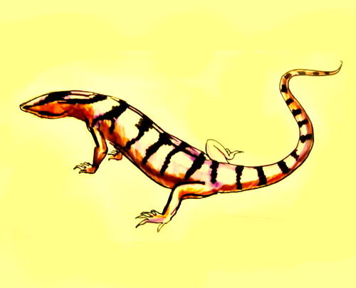 500x404 How To Draw A Monitor Lizard