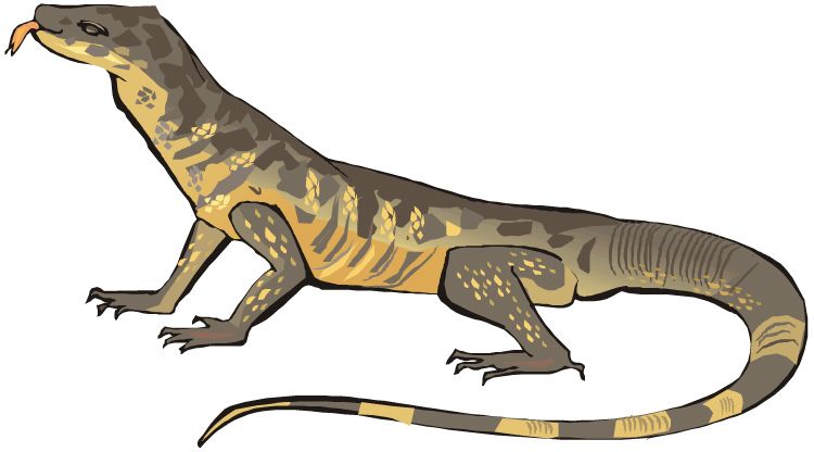 750x416 image result for goanna drawing random inspirational crap art