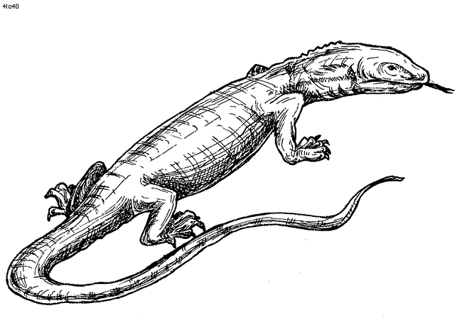 650x447 Lizard Coloring Pages To Print Coloring Pages Animal Coloring