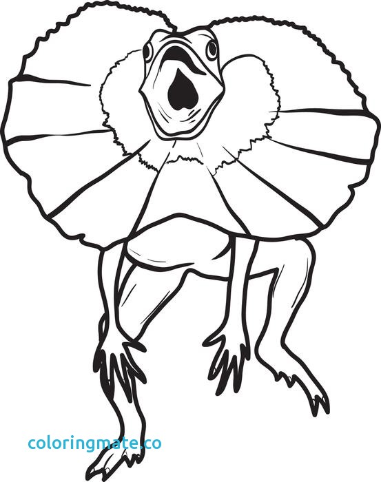 553x700 Monitor Lizard Foot