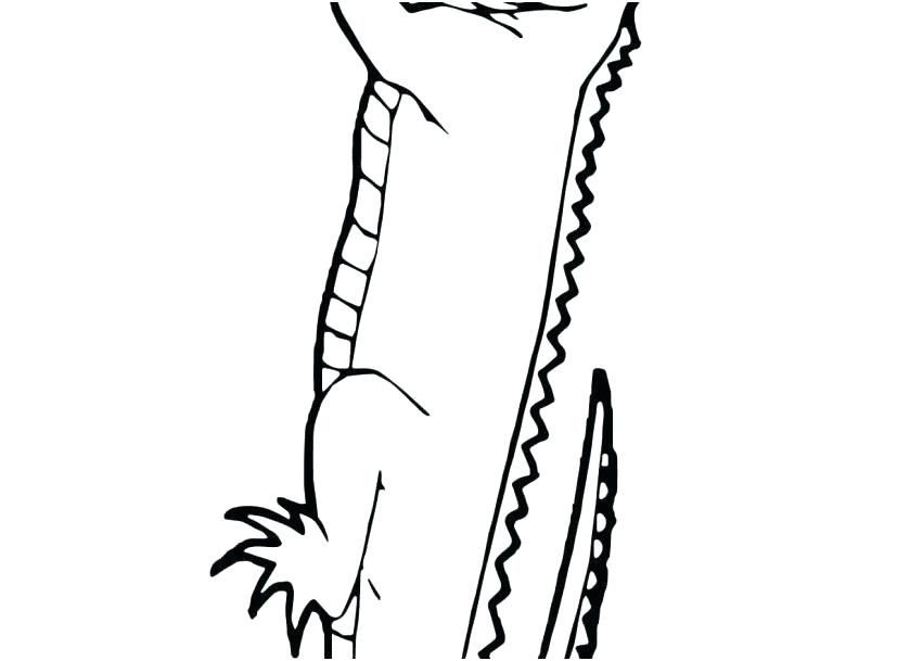 827x609 Free Lizard Coloring Sheets