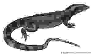 300x176 Of The World's Most Dangerous Lizards And Turtles