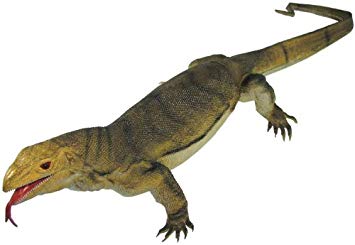 355x245 Inches Long Lb Jumbo Monitor Lizard Health