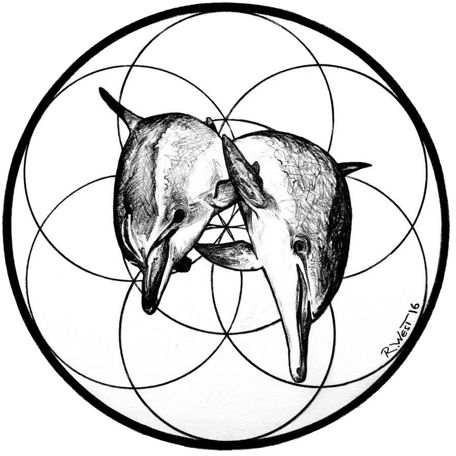 900x900 Dolphin Whispers Of A Monitor Lizard