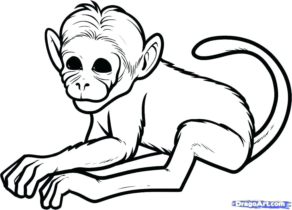 1024x737 Easy Monkeys To Draw