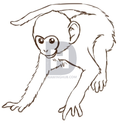 512x512 How To Draw Monkeys, Step
