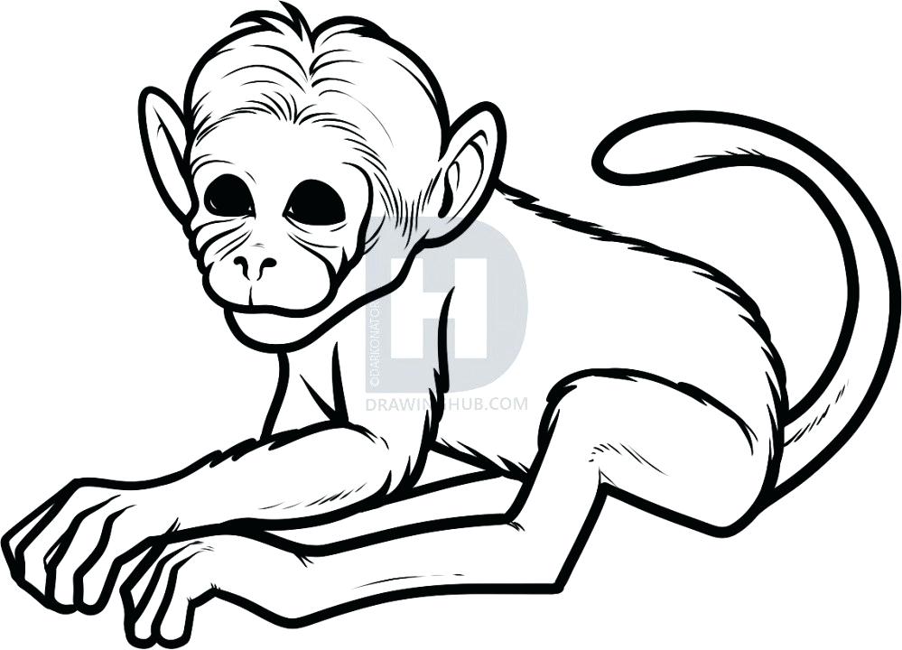 999x720 Drawing Of Monkeys