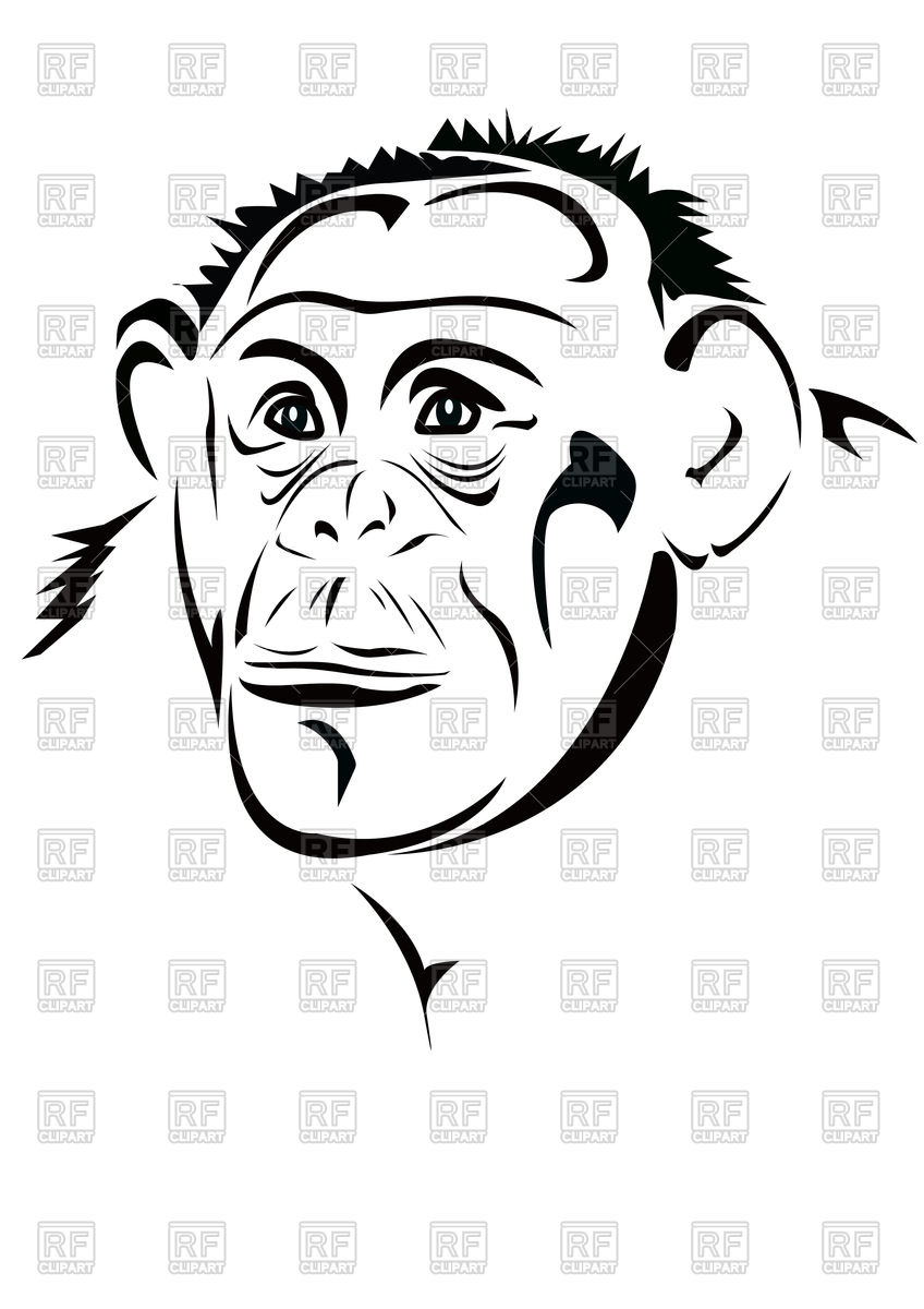 848x1200 Monkey's Head Vector Image Of Plants And Animals Georgyfedotov