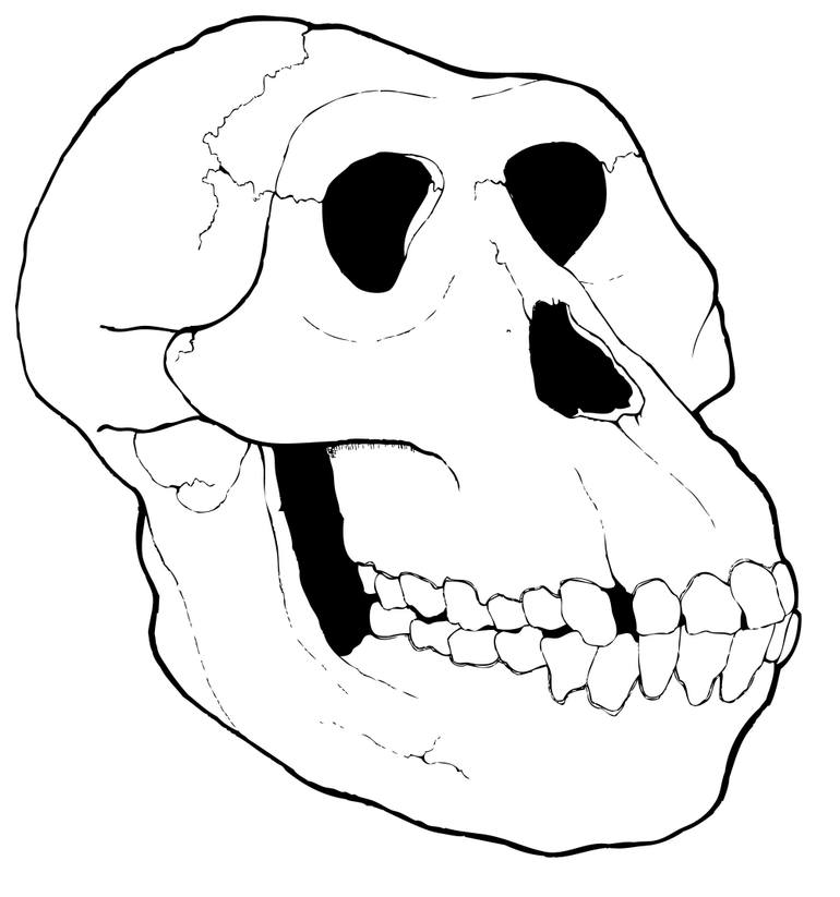 770x823 Monkey Head Drawing