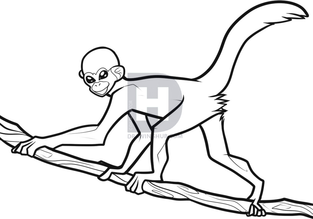 1025x720 How To Draw A Spider Monkey, Spider Monkey, Step