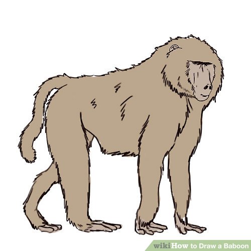 500x500 how to draw a baboon steps