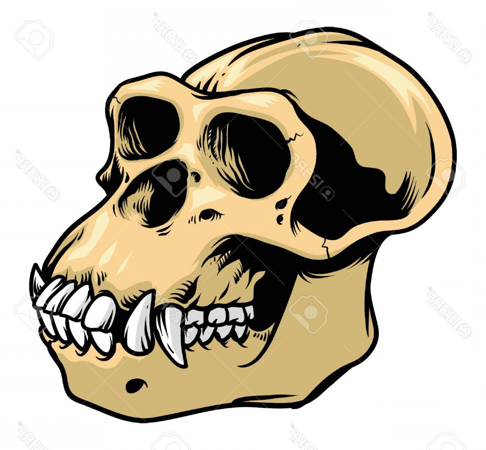 1560x1443 Gorilla Skull Vector Logo Catamart
