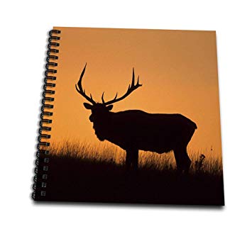 355x323 Elk Or Wapiti, Cervus Elaphus, Bull Silhouetted