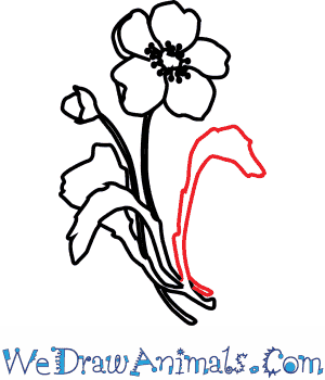 300x350 How To Draw A Poppy Flower