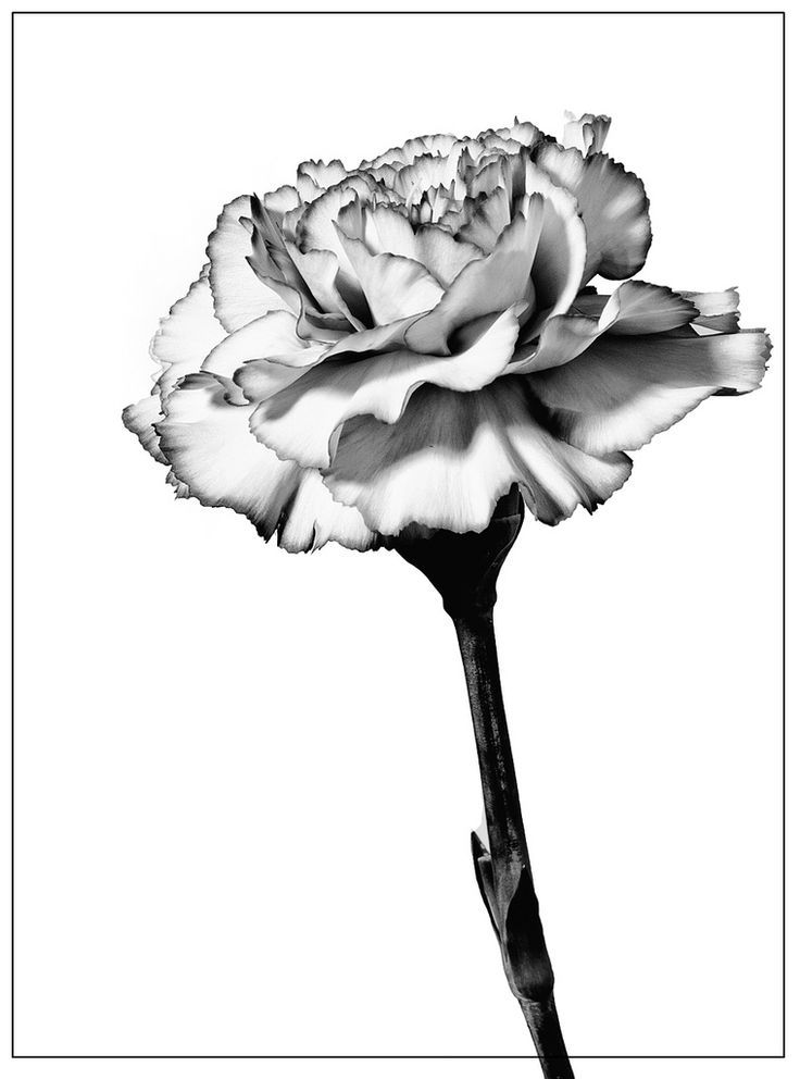 736x992 image result for carnation moon tattoo tattoo ideas carnation