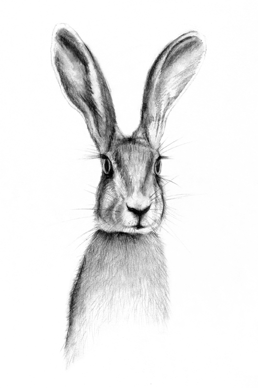 522x785 Hare Rabbit Print Illustration Drawing Woodland To The Moon
