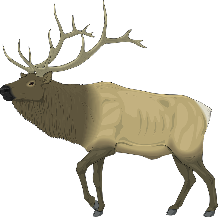 723x720 Collection Of Free Antler Drawing Realistic Download On Ui Ex