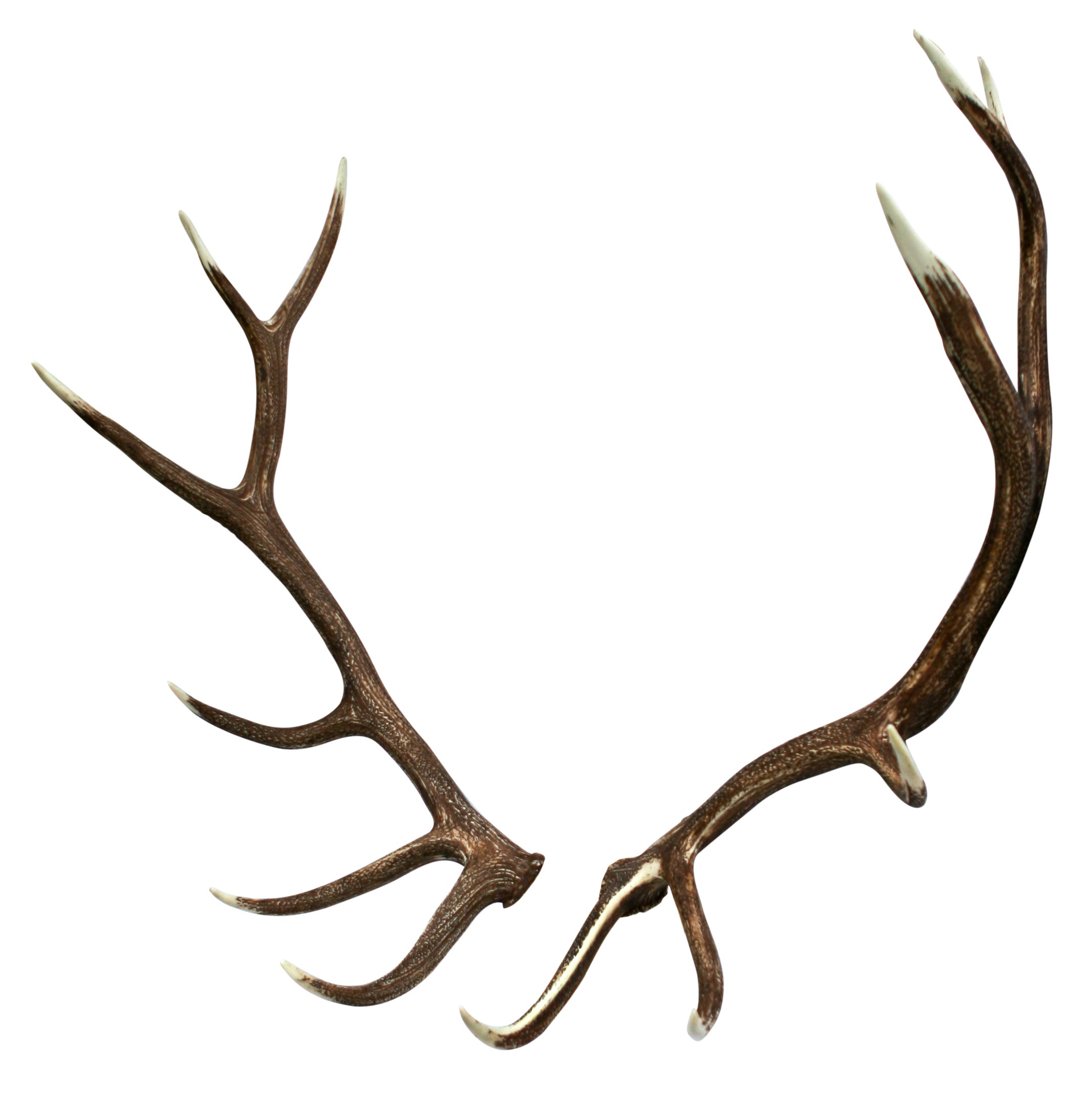 2159x2175 Moose Antlers Drawing