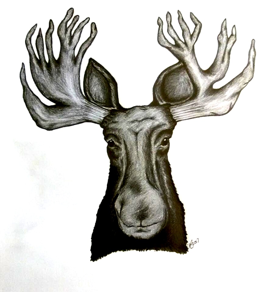 876x960 Moose Drawing
