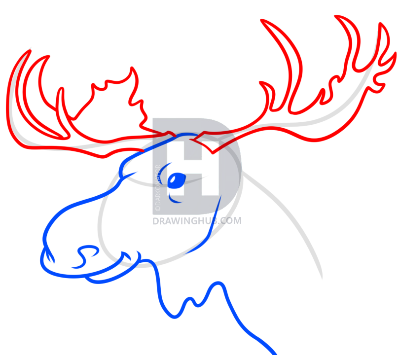 809x720 Moose Head Drawing Tutorial, Step