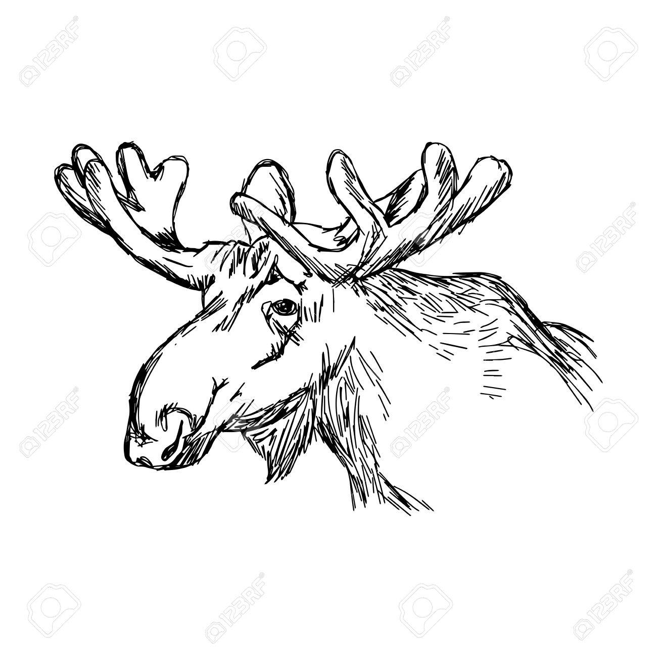 1300x1300 Huge Collection Of 'moose Head Drawing' Download More Than