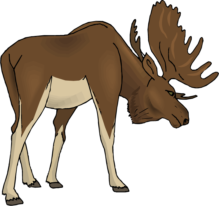 750x705 Drawing Raccoon Moose Transparent Png Clipart Free Download
