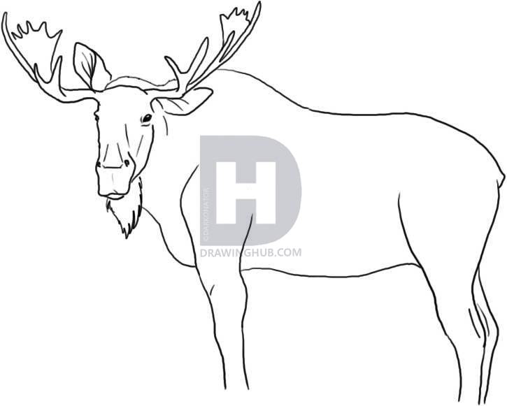 725x581 How To Draw A Moose, Step