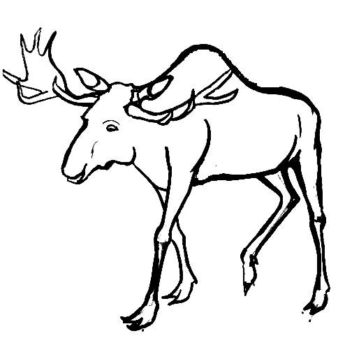 494x494 Learn How To Draw A Moose
