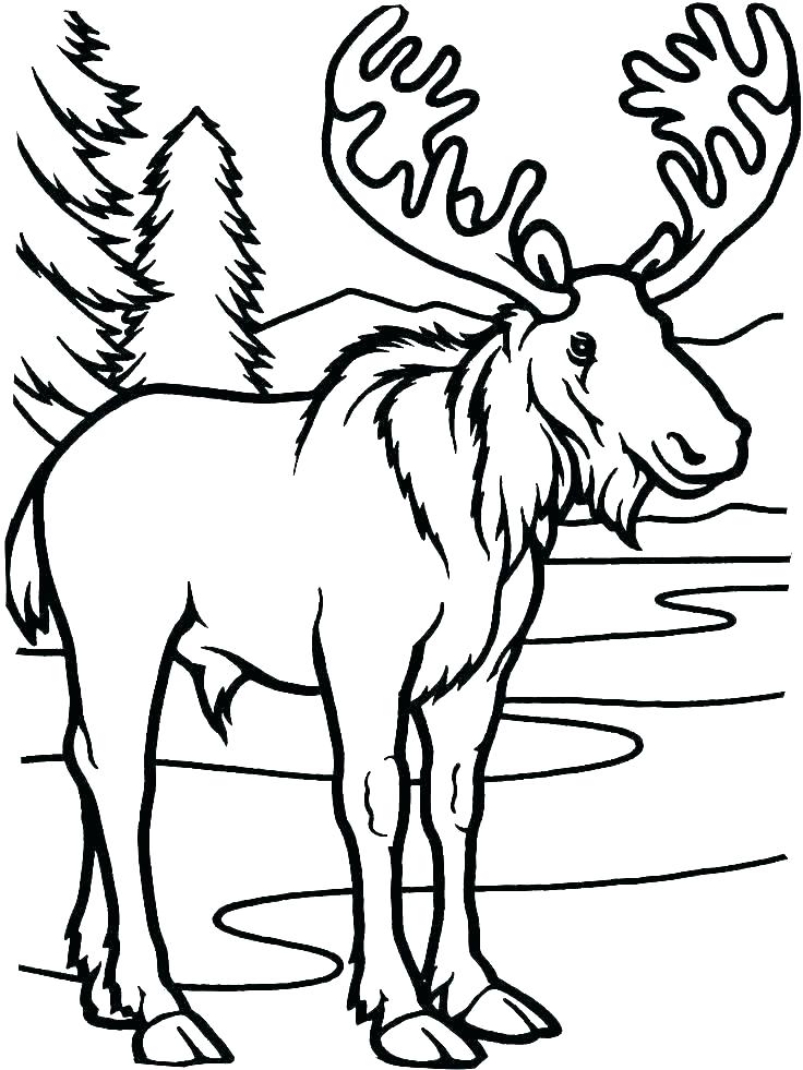 736x981 How To Draw Moose Draw Moose Head