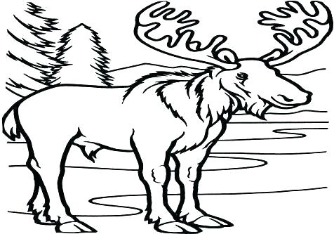 Pencil Of Moose Coloring Pages