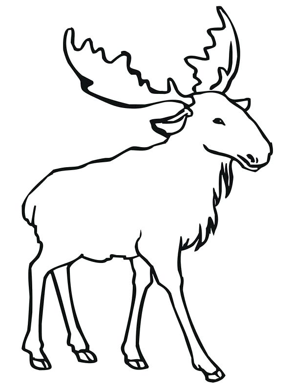 600x800 Moose Head Outline Simple Drawing