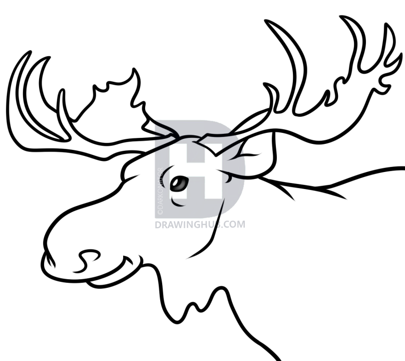 809x720 Moose Head Drawing Tutorial, Step