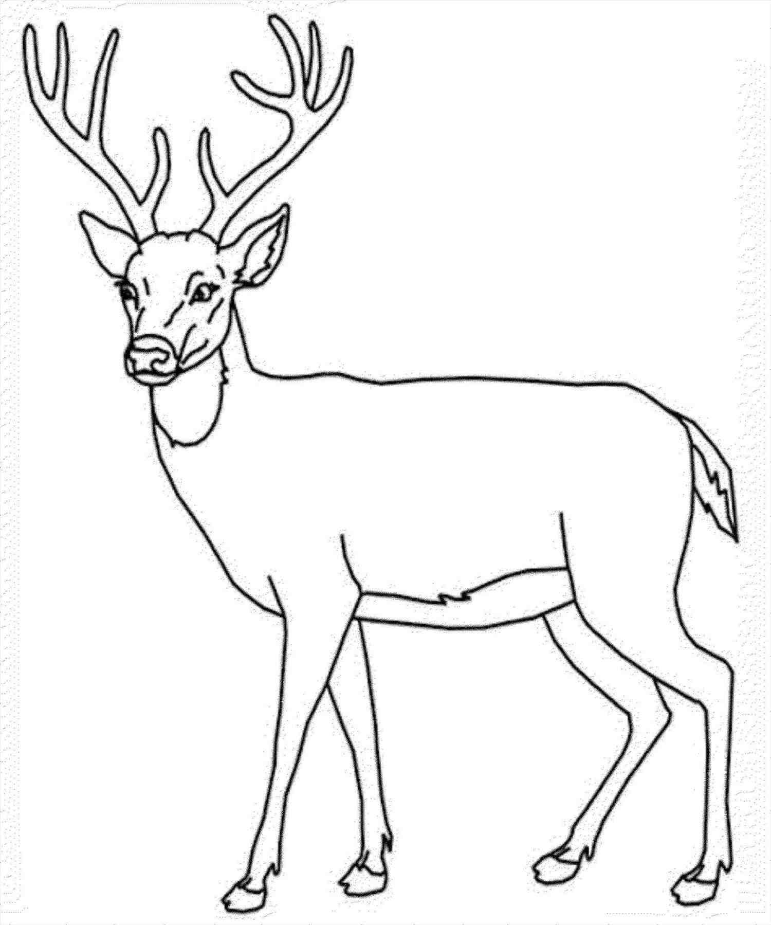 1500x1799 How To Draw A Moose New Moose Drawing Step
