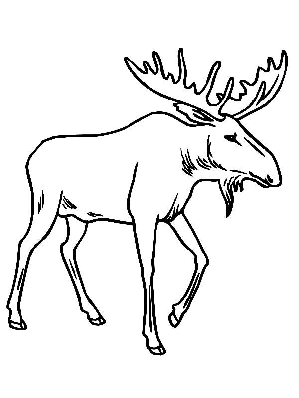 600x800 Moose Drawing Free Download