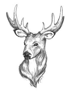 236x333 Caribou Drawing